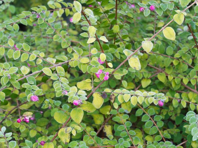 Снежноягодник Хенаульта «Хэнкок» (Symphoricarpos × chenaultii 'Hancock')