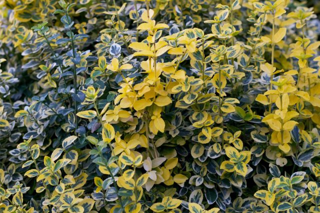 Бересклет Форчуна «Эмеральд энд Голд» (Euonymus fortunei 'Emerald 'n Gold')