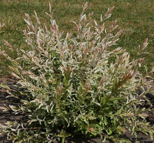 Ива цельнолистная «Хакуро Нишики» (Salix integra 'Hakuro Nishiki')