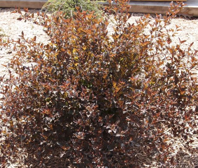 Пузыреплодник калинолистный «Литтл Девил» (Physocarpus opulifolius 'Little Devil')