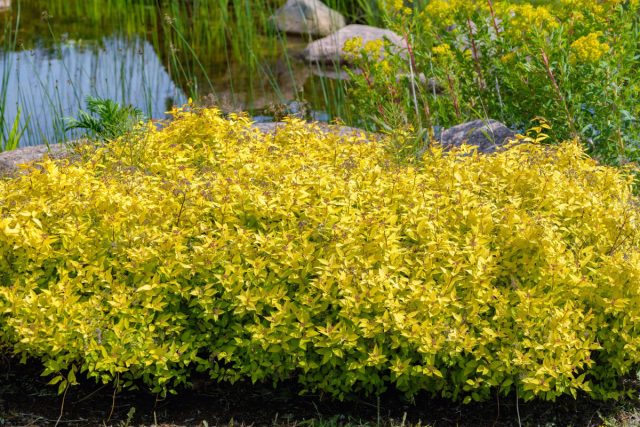 Спирея японская «Голдмаунд» (Spiraea japonica 'Goldmound')