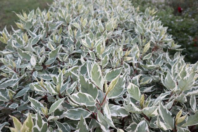 Дёрен белый «Айвори Хало» (Cornus alba 'Ivory Halo')