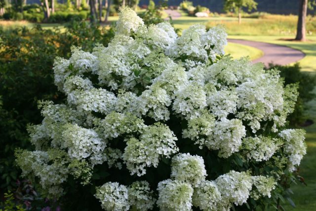 Гортензия метельчатая «Бобо» (Hydrangea paniculata 'Bobo')