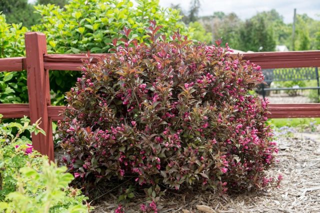 Вейгела цветущая «Минор Блэк» (Weigela florida 'Minor Black')