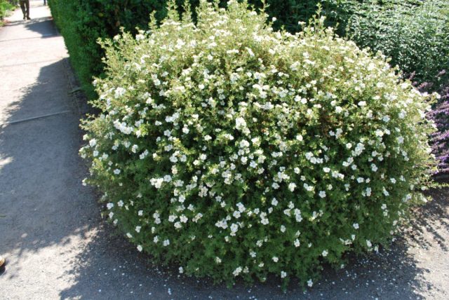 Лапчатка кустарниковая «Абботсвуд» (Potentilla fruticosa 'Abbotswood')