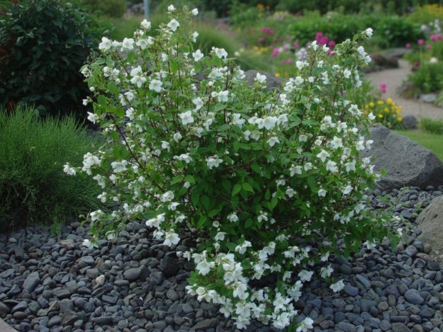 Чубушник «Монблан» (Philadelphus 'Mont Blanc')