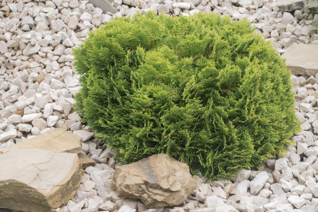 Туя западная «Даника» (Thuja occidentalis 'Danica')