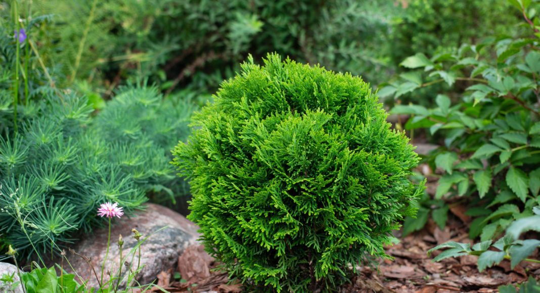 16 лучших кустарников для небольших участков — компактные и красивые