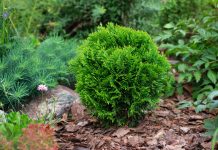 16 лучших кустарников для небольших участков — компактные и красивые 16 лучших кустарников для небольших участков — компактные и красивые