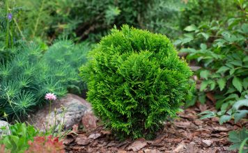 16 лучших кустарников для небольших участков — компактные и красивые