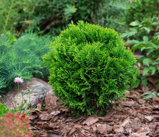 16 лучших кустарников для небольших участков — компактные и красивые - Цветник и ландшафт 16 лучших кустарников для небольших участков — компактные и красивые