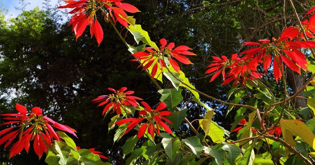 Пуансеттию часто покупают как временное украшение к праздникам, не задумываясь о правильном уходе. Между тем именно полив чаще всего становится причиной проблем. Растение родом из горных районов Мексики, где влажность стабильна, поэтому переувлажнение и пересушка для него одинаково губительны. Пуансеттию часто покупают как временное украшение к праздникам, не задумываясь о правильном уходе. Между тем именно полив чаще всего становится причиной проблем. Растение родом из горных районов Мексики, где влажность стабильна, поэтому переувлажнение и пересушка для него одинаково губительны.