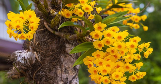 В дикой природе многие орхидеи, подобные этому яркому дендробиуму, ведут эпифитный образ жизни. Они селятся на ветвях деревьев, а их корни свободно свисают в воздухе, получая влагу из атмосферных осадков и никогда не касаясь плотной почвы. В дикой природе многие орхидеи, подобные этому яркому дендробиуму, ведут эпифитный образ жизни. Они селятся на ветвях деревьев, а их корни свободно свисают в воздухе, получая влагу из атмосферных осадков и никогда не касаясь плотной почвы.