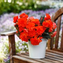 «АйКэнди Инферно» (Begonia x hybrida iCandy™ Inferno’)