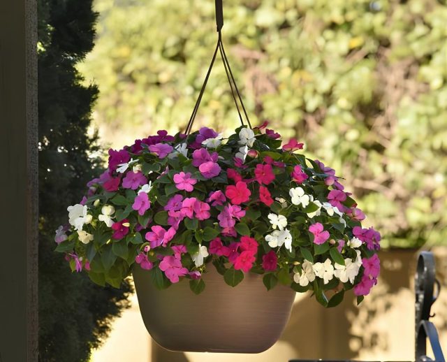 Бальзамин «Бикон Чикаго Миксче» (Impatiens ‘Beacon Chicago Mixture’)