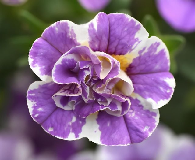 Калибрахоа «МиниФэймос Уно Фунтопия» (Calibrachoa ‘MiniFamous Uno Funtopia’)