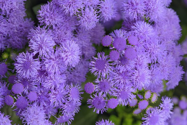 Агератум «Монарх Мэджик» (Ageratum ‘Monarch Magic’)