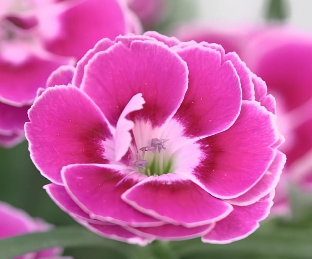 Гвоздика «Капитан Магнифика» (Dianthus ‘Capitan Magnifica’)