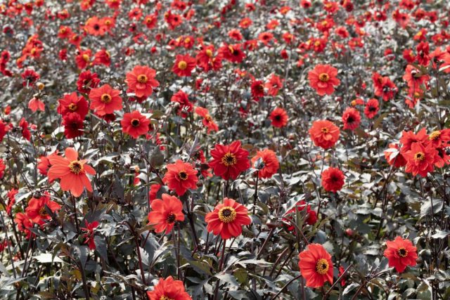 Георгина «Блэк Форест Руби» (Dahlia ‘Black Forest Ruby’)