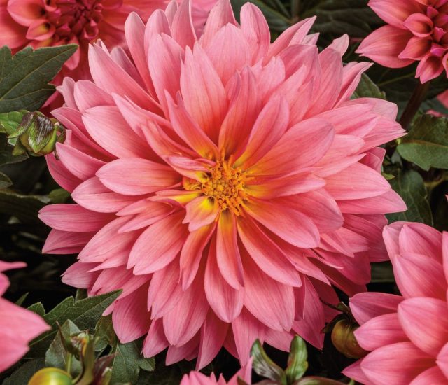 Георгина «Виртуозо Пинкерифик» (Dahlia ‘Virtuoso Pinkerific’)