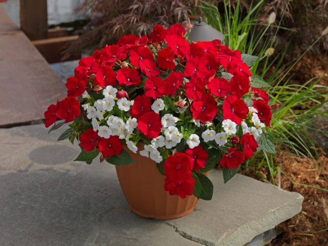 «СанПатиенс Компакт» (Impatiens ‘SunPatiens Compact’)