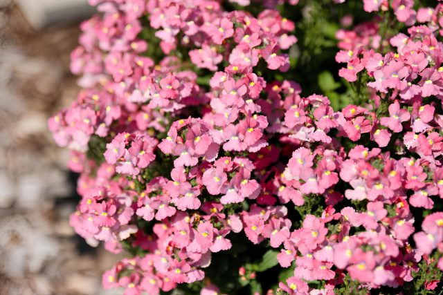 Немезия «Пинк Краш» (Nemesia ‘Pink Crush’)