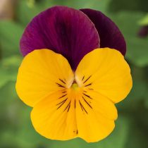 «Пенни Про Оранж Джамп-Ап» (Viola ‘Penny Pro ™ Orange Jump-Up’)