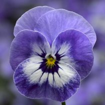 «Пенни Про Блю Марина» (Viola ‘Penny Pro ™ Blue Marina’)
