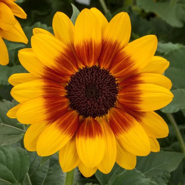 Подсолнечник «Санфинити Йеллоу Ред Биколор» (Helianthus ‘Sunfinity Yellow Red Bicolor’)