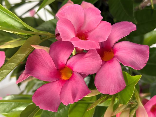 Мандевилла «Сундения Супрема Вивид Пинк» (Mandevilla ‘Sundenia Suprema Vivid Pink’)