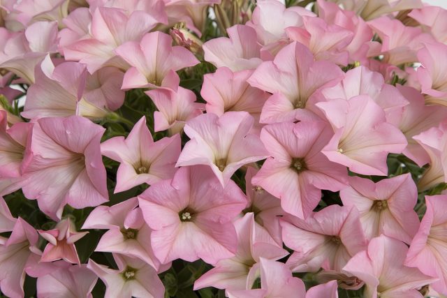 Петуния «Сурфиния Хэвенли Кашемир Пинк» (Petunia ‘Surfinia Heavenly Cashmere Pink’)