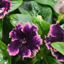 Катарантус «Суаре Фламенко Плам Вельвет» (Catharanthus ‘Soriee Flamenco Plum Velvet ’)