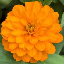 Цинния «Цинния «Зайдеко Голд» (Zinnia ‘Zydeco™ Gold’)