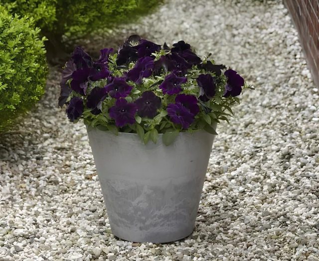 Петуния «Изи Вейв Нэви Велюр» (Petunia ‘Easy Wave Navy Velour’)