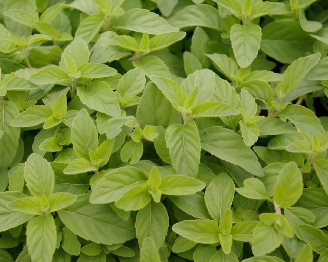 Сорт мяты «Банана» (Méntha arvénsis ´Banana´) - имеет аромат, в котором ощущается спелый банан