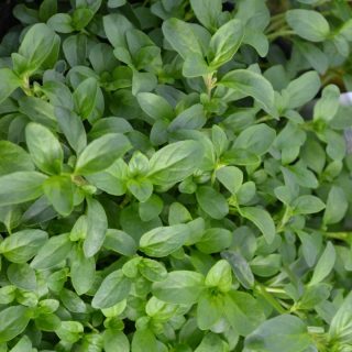 Сорт Апрайд (Upright) подойдет тем, кому нравится вкус мятной жвачки