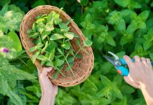 20+ сортов мяты для вашей коллекции — выбираем лучшие для посадки