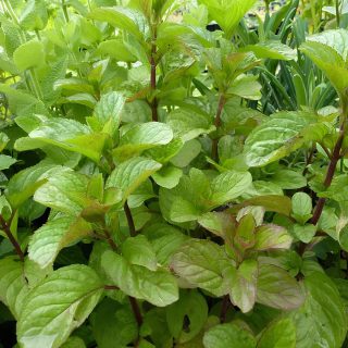 Сильный, близкий к парфюмерному запах у сорта О де Колон (Eau de Cologne)