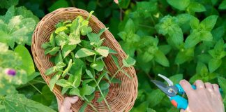 20+ сортов мяты для вашей коллекции — выбираем лучшие для посадки - Лучшее 20+ сортов мяты для вашей коллекции — выбираем лучшие для посадки