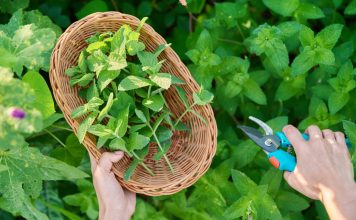 20+ сортов мяты для вашей коллекции — выбираем лучшие для посадки