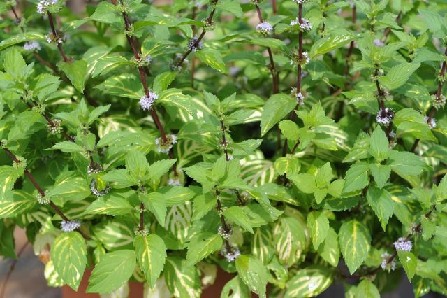 Имбирная мята (Mentha × gracilis) - гибрид мяты полевой (Mentha arvensis) с мятой колосистой (Mentha spicata)
