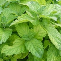 Грейпфрутовая мята