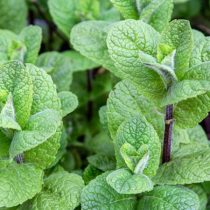 Мята Мохито