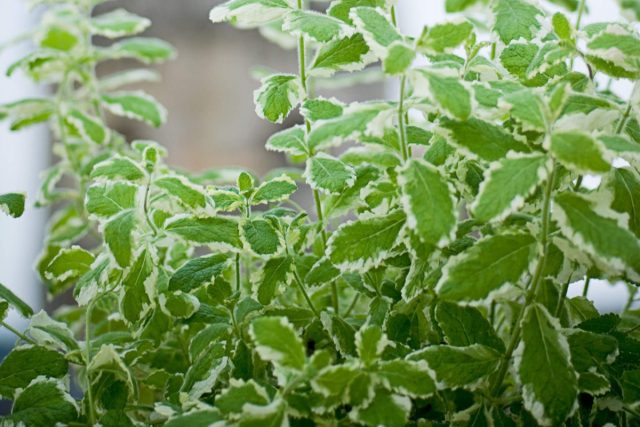 Мята Вариегатная (Mentha Variegata)