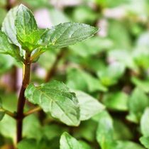 Шоколадная мята