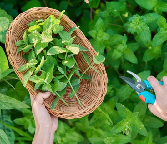 20+ сортов мяты для вашей коллекции — выбираем лучшие для посадки