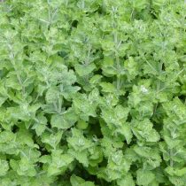 Сорт «Криспа» (Mentha spicata ´Crispa´) имеет мятно-перечно-фруктовый аромат.