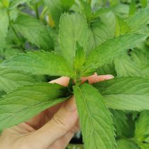 Сорт «Якима» (Mentha spicata ´Yakima´) имеет в аромате оттенки груши и барбариса.