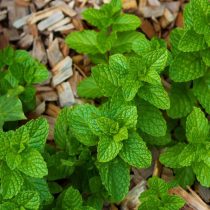 Сорт «Строуберри Минт» (Mentha spicata ´Strawberry Mint´) или земляничная мята. Пахнет действительно спелой земляникой.