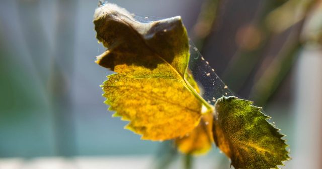 Вредители и болезни редко остаются незаметными. Точки и паутинка выдают клеща, липкий налёт — щитовку, серебристые штрихи и чёрные точки — трипсов. Пятна, налёт, запах гнили и плесень в грунте — признаки инфекции.
